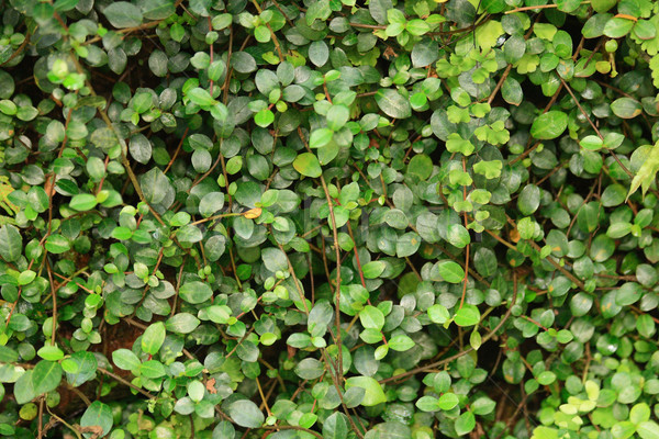 зеленый природного лист Nice саду Сток-фото © jonnysek