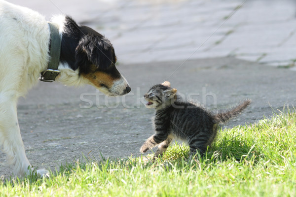 Kedi köpek portre komik duvar kağıdı hayvan Stok fotoğraf © jonnysek