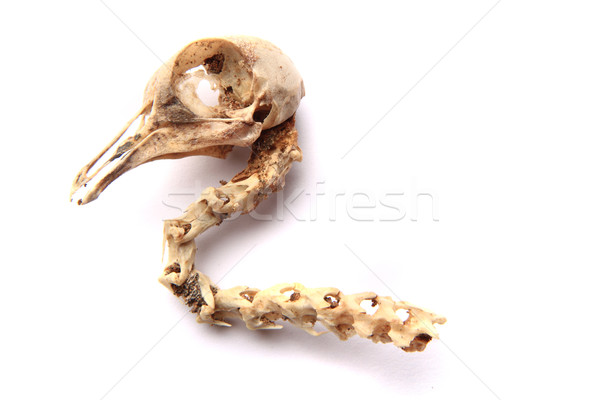 Ptaków czaszki odizolowany biały tle czarny Zdjęcia stock © jonnysek