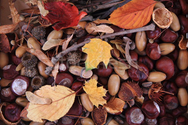 autumn forest production Stock photo © jonnysek