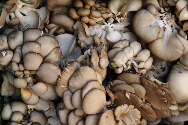 oyster moshrooms background Stock photo © jonnysek