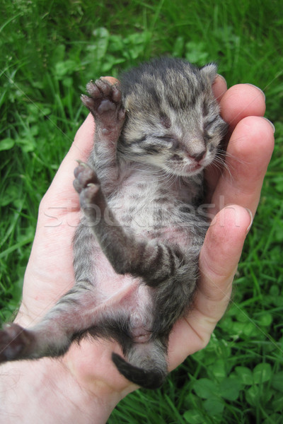 Pequeno gatinho mão humana doce gato cabeça Foto stock © jonnysek