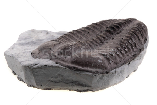 trilobite fossil Stock photo © jonnysek