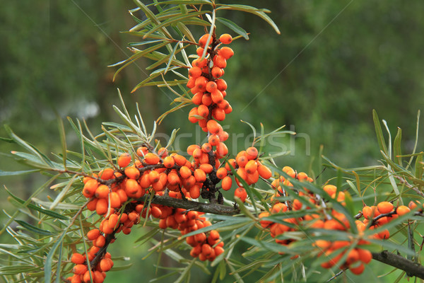 sea buckthorn plant with fruits Stock photo © jonnysek