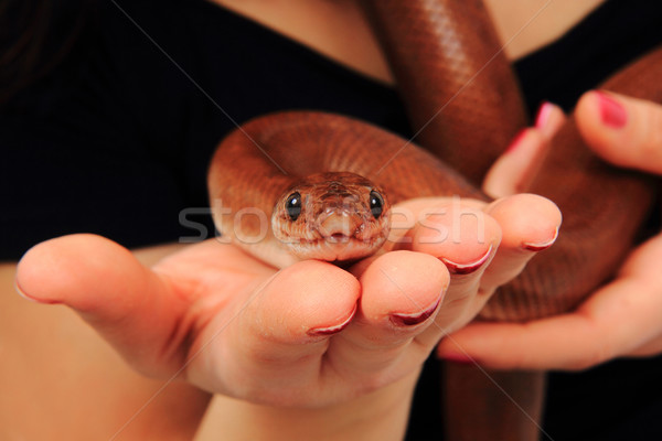 Regenbogen Schlange menschlichen Hände nice Tier Stock foto © jonnysek