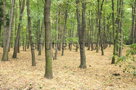 autumn forest Stock photo © jonnysek