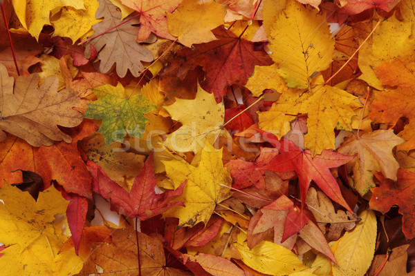 autumn leaves natural background Stock photo © jonnysek