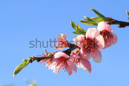 增加至灯箱 商业照片 #6765083detail of peach flower 由      上线