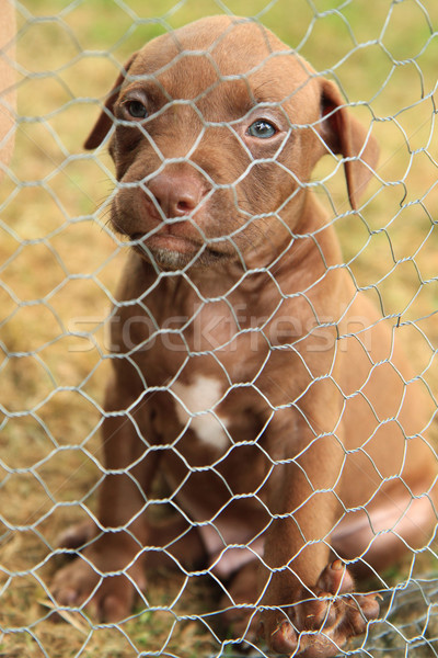 American Pit Bull Terrier puppy Stock photo © jonnysek