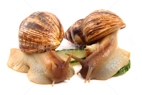 snails as happy couple  Stock photo © jonnysek