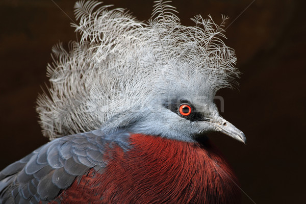 exotic bird - goura scheepmakeri Stock photo © jonnysek
