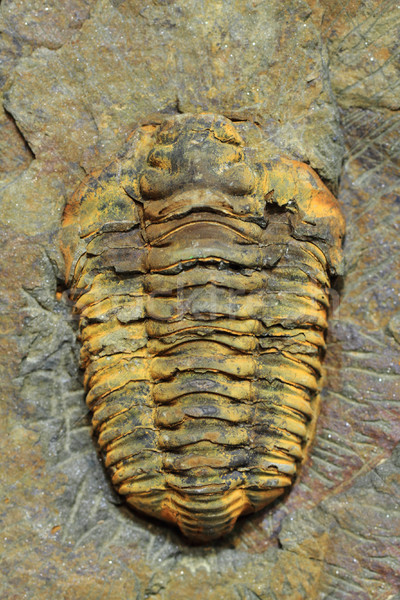 Fosil nice natural mare stâncă piatră Imagine de stoc © jonnysek