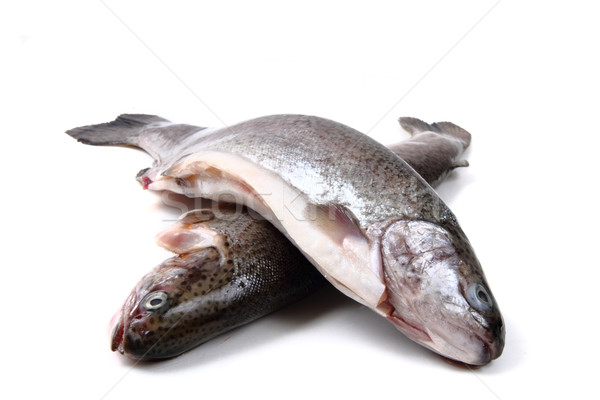 鱒魚 孤立 白 食品 魚 商業照片 © jonnysek