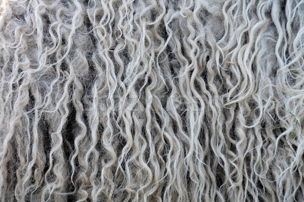 fleece background Stock photo © jonnysek