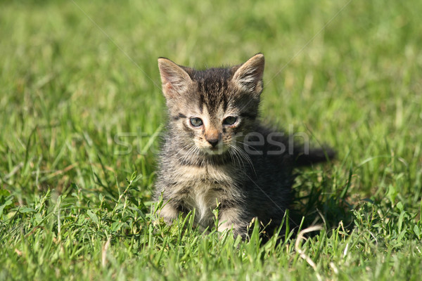 Piccolo cat gatto grigio erba verde piedi giovani Foto d'archivio © jonnysek
