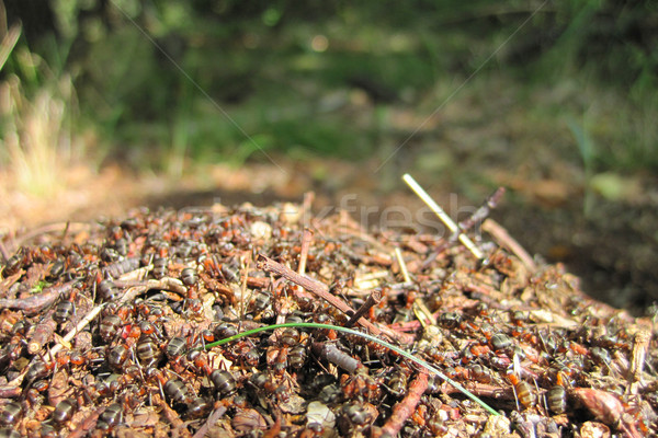 Zdjęcia stock: Ant · kolonia · wcześnie · wiosną · lasu · budynku