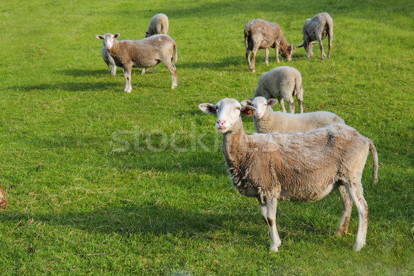 sheeps in the green grass  Stock photo © jonnysek