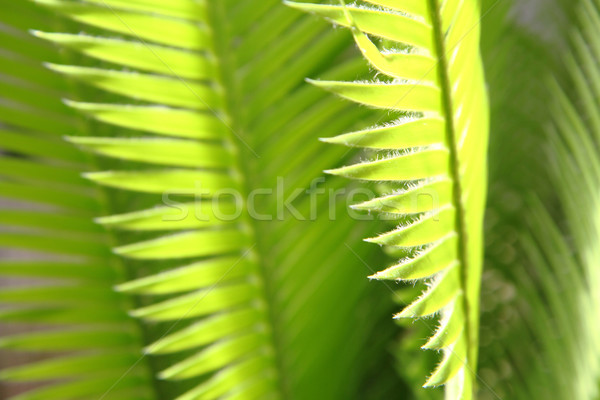 дерево лист текстуры Nice природы фон Сток-фото © jonnysek