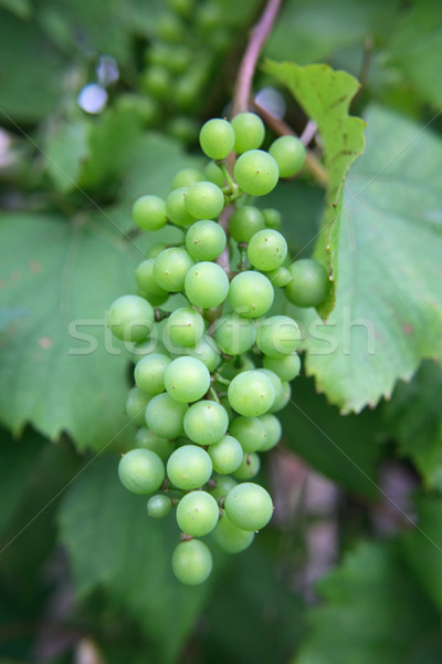 grapes Stock photo © jonnysek