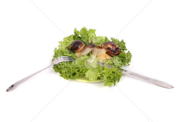snails as dinner Stock photo © jonnysek