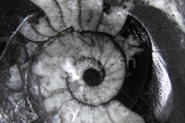 Stock photo: amonite spiral background