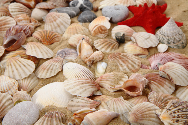 summer sea shells in the yellow sand Stock photo © jonnysek