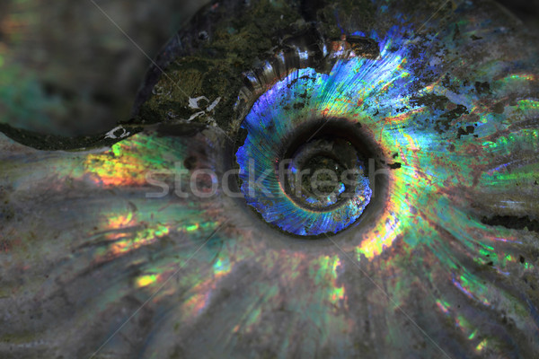 ammonites fossil background Stock photo © jonnysek