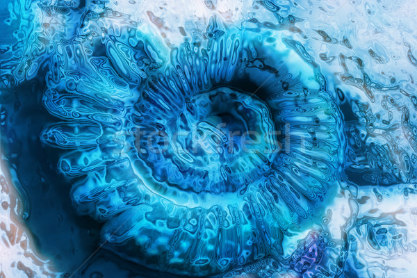 abstract blue spiral Stock photo © jonnysek