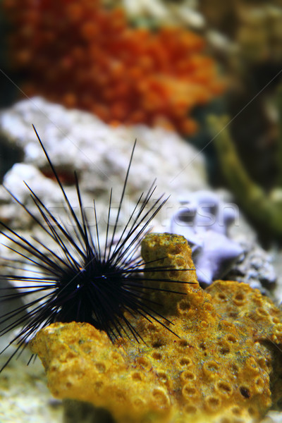 sea urchin  Stock photo © jonnysek