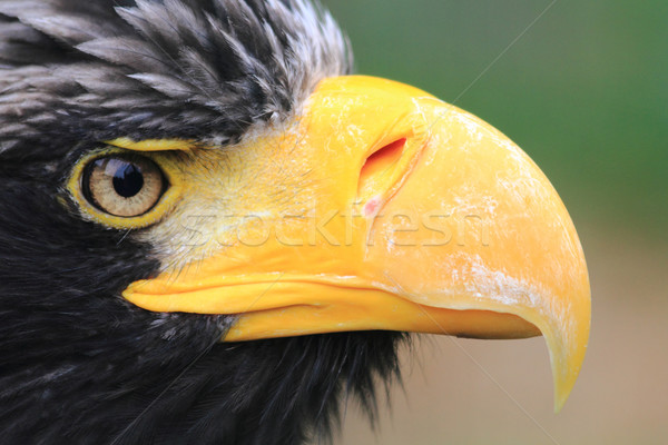 detail of black eagle head  Stock photo © jonnysek