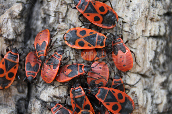 red bugs Stock photo © jonnysek