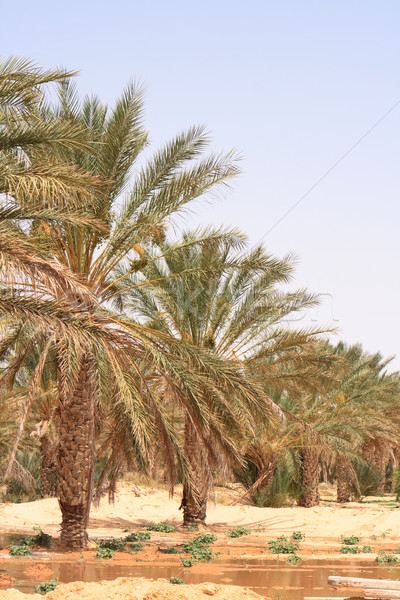 綠洲 沙漠 突尼斯 夏天 非洲 熱帶 商業照片 © jonnysek