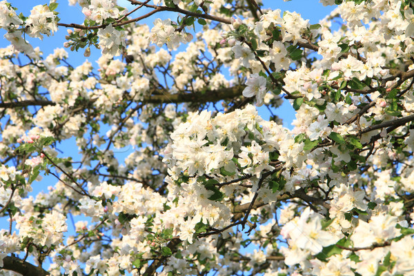 Melo fiori nice primavera fiore natura Foto d'archivio © jonnysek