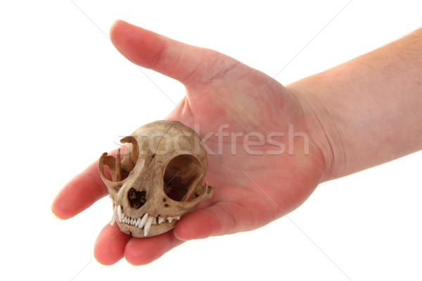 cat skul in human hand Stock photo © jonnysek