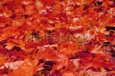 color autumn leaves Stock photo © jonnysek