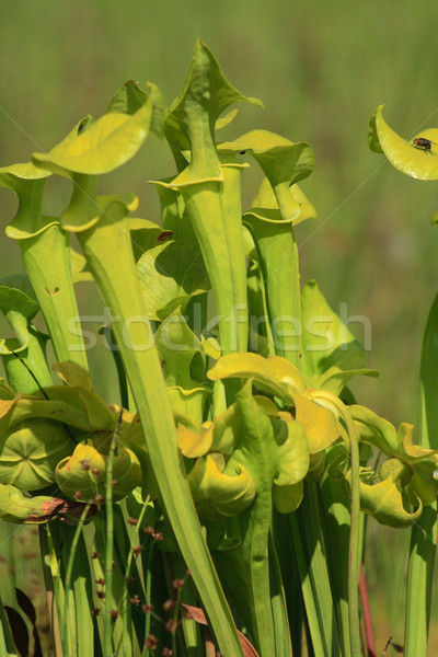 Húsevő növény szép zöld botanikus kert virág Stock fotó © jonnysek