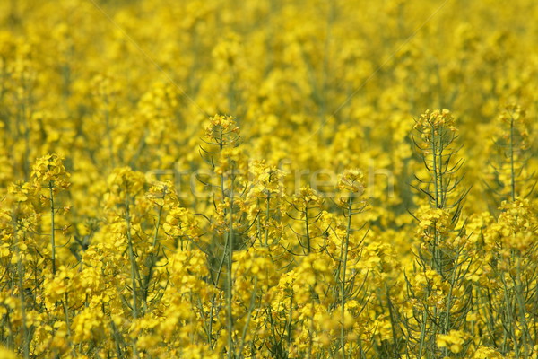 yellow flower background Stock photo © jonnysek