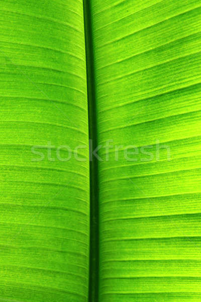 plam tree leaf texture  Stock photo © jonnysek