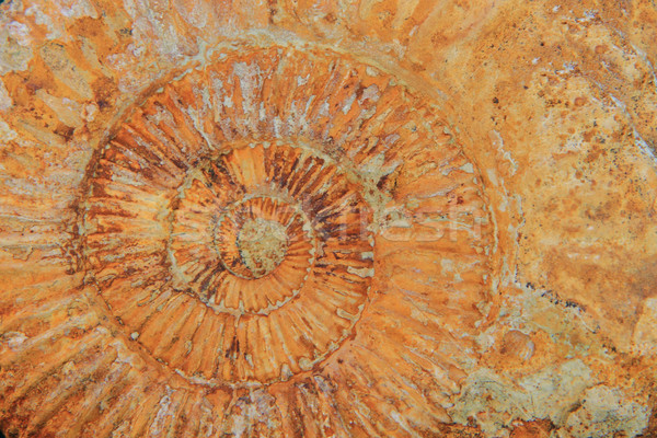 natural amonite fossil background  Stock photo © jonnysek