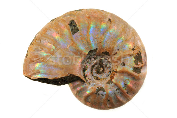 Fossil isoliert weiß Hintergrund Shell Muster Stock foto © jonnysek