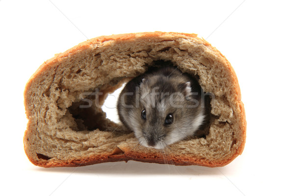 Hamster pain isolé blanche maison nature [[stock_photo]] © jonnysek