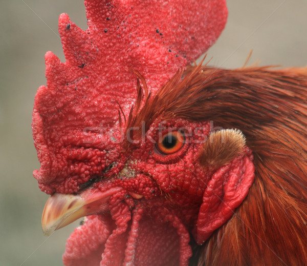 Stock photo: head of rooster 