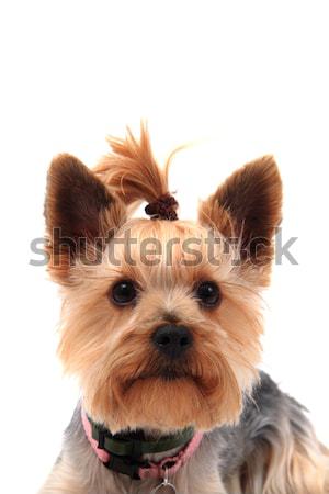 yorkie terrier isolated Stock photo © jonnysek