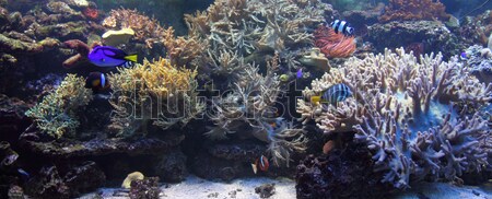 Aquarium nice natürlichen Meer Wasser Natur Stock foto © jonnysek