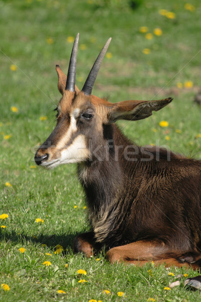 Gamuza agradable frescos hierba verde montana signo Foto stock © jonnysek