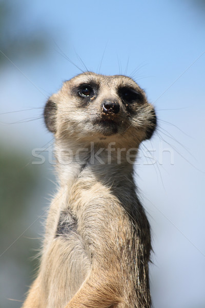 suricatta Stock photo © jonnysek