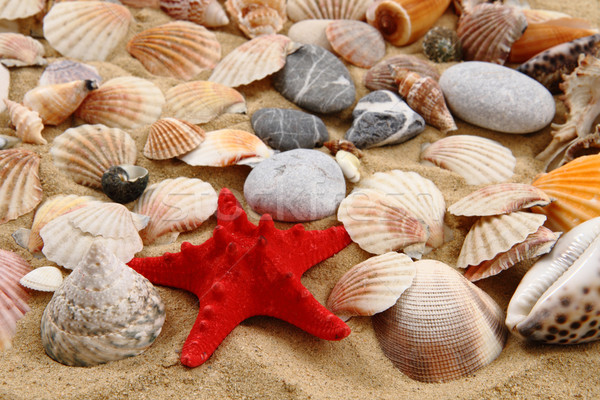 summer sea shells in the yellow sand Stock photo © jonnysek