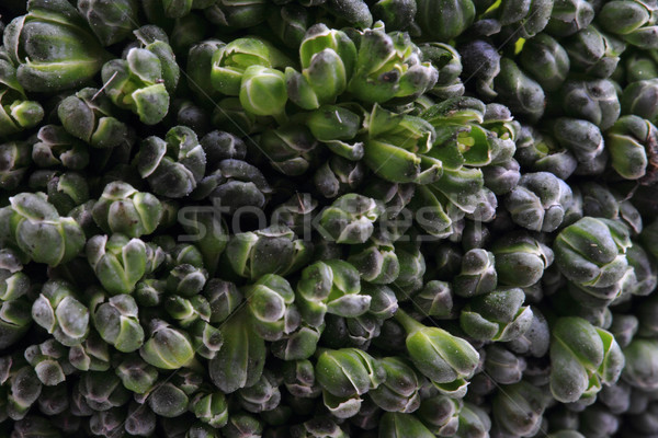Groene broccoli plantaardige textuur natuurlijke voedsel Stockfoto © jonnysek