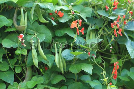 Bonen planten bloemen mooie natuurlijke bloem Stockfoto © jonnysek