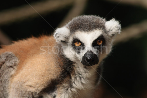 lemur monkey Stock photo © jonnysek